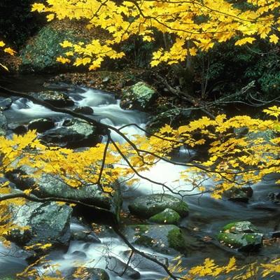 炸金花游戏下载手机版